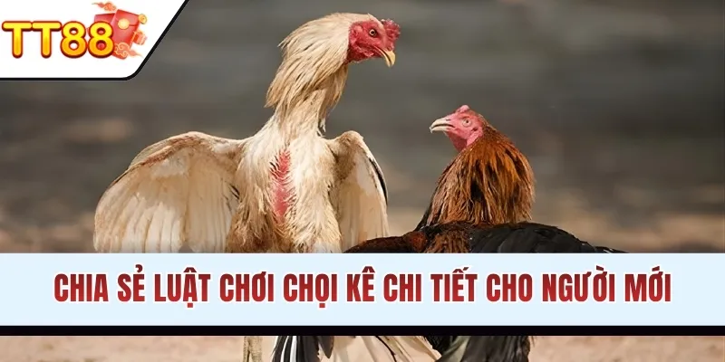 Chia sẻ luật chơi chọi kê chi tiết cho người mới