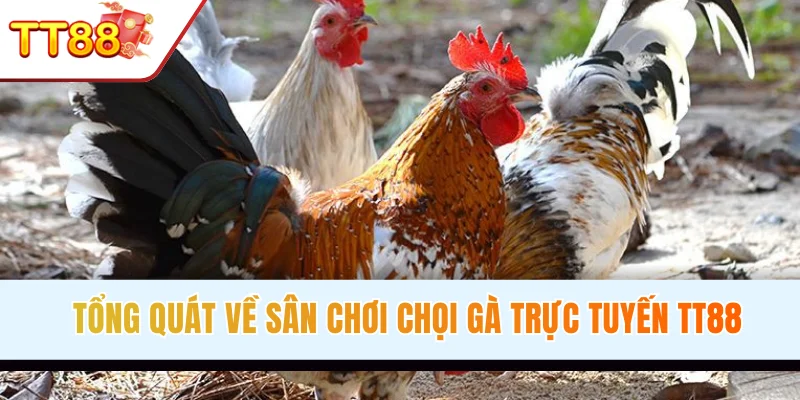 Tổng quát về sân chơi đá gà trực tuyến TT88